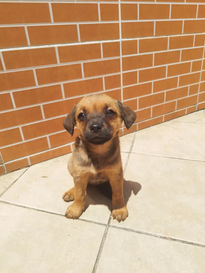 Cachorro ra a Vira lata  idade Abaixo de 2 meses nome Pompom