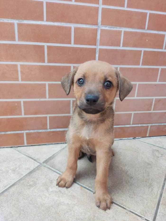 Cachorro ra a Vira lata  idade Abaixo de 2 meses nome Scooby