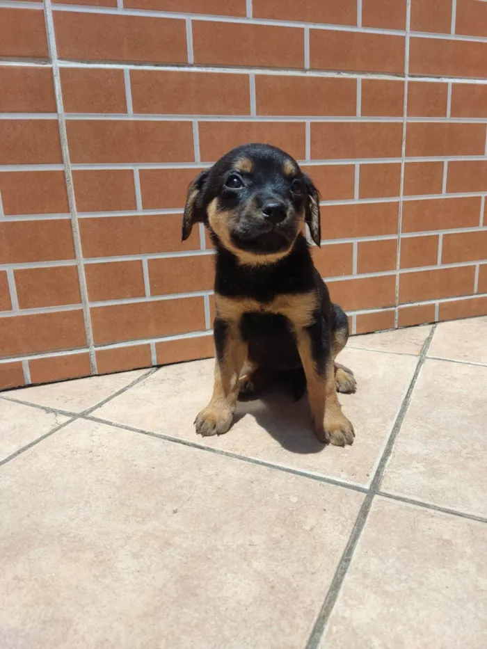 Cachorro ra a Vira lata  idade Abaixo de 2 meses nome Luna 