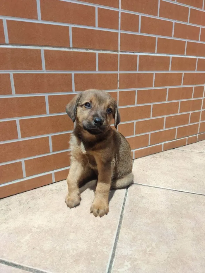 Cachorro ra a Vira lata  idade Abaixo de 2 meses nome Spike