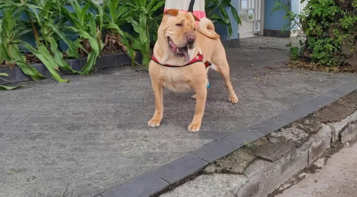 Cachorro ra a Sharpei idade 4 anos nome Kira