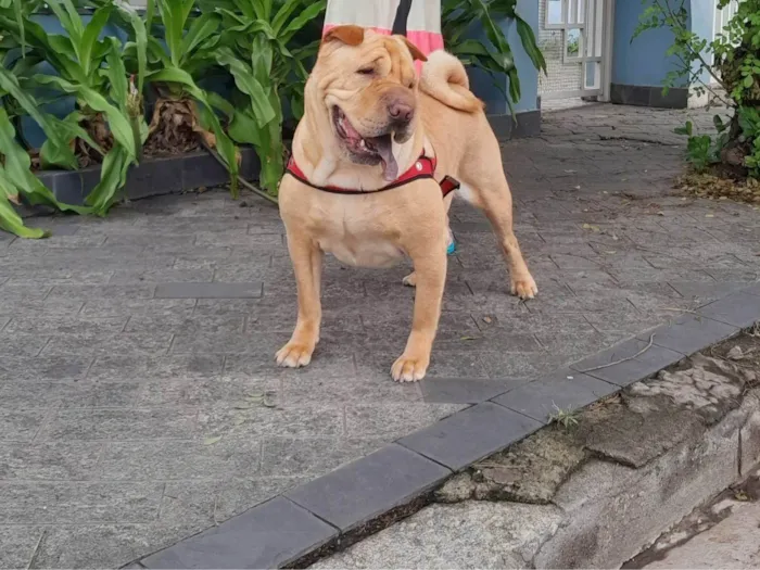 Cachorro ra a Sharpei idade 4 anos nome Kira