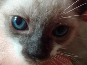 Gato raça SRD-ViraLata idade Abaixo de 2 meses nome Filhote 