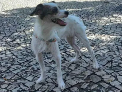 Cachorro raça Shitzu idade 2 anos nome Mel / luna