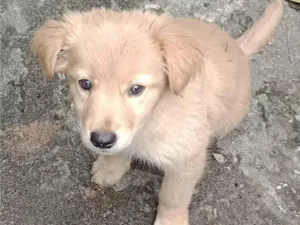Cachorro raça SRD-ViraLata idade 2 a 6 meses nome Veludo 