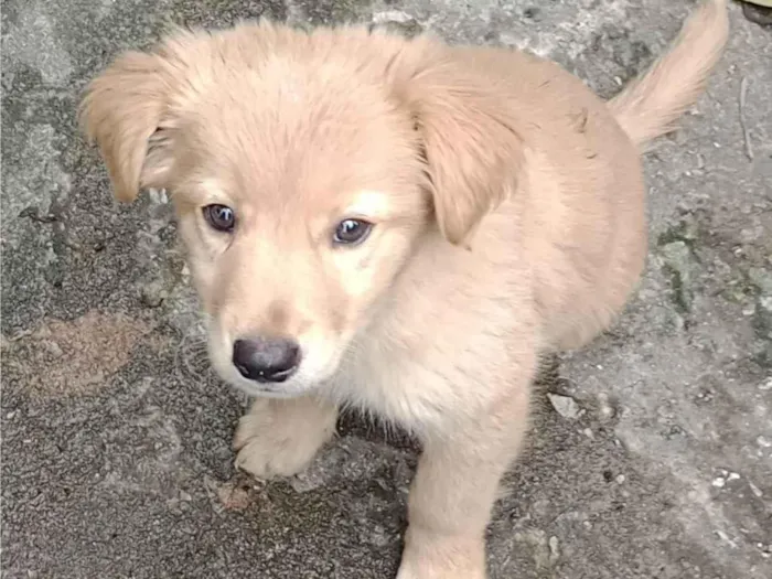 Cachorro ra a SRD-ViraLata idade 2 a 6 meses nome Veludo 
