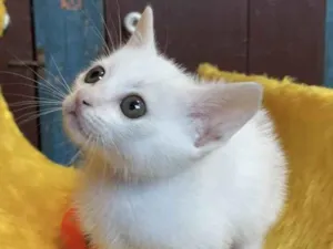Gato raça Srd idade Abaixo de 2 meses nome Olaf