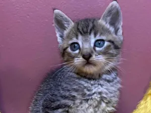 Gato raça Srd idade Abaixo de 2 meses nome Theodoro