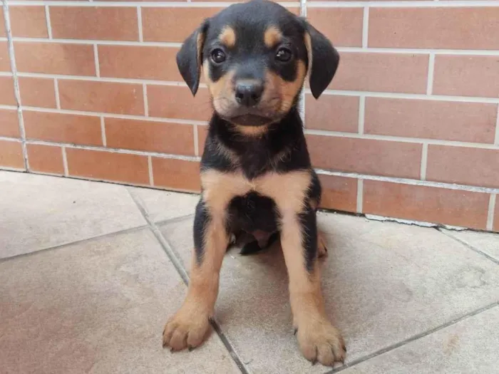 Cachorro ra a Vira lata  idade Abaixo de 2 meses nome Bruce