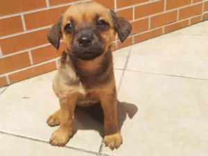 Cachorro raça Vira lata  idade Abaixo de 2 meses nome Pompom