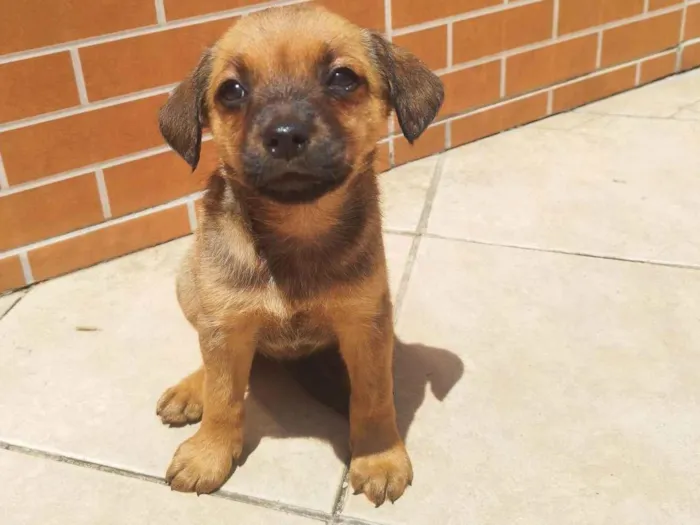 Cachorro ra a Vira lata  idade Abaixo de 2 meses nome Pompom