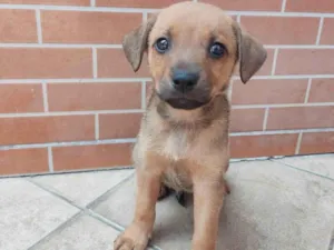 Cachorro raça Vira lata  idade Abaixo de 2 meses nome Scooby