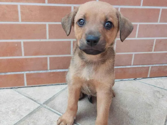 Cachorro ra a Vira lata  idade Abaixo de 2 meses nome Scooby