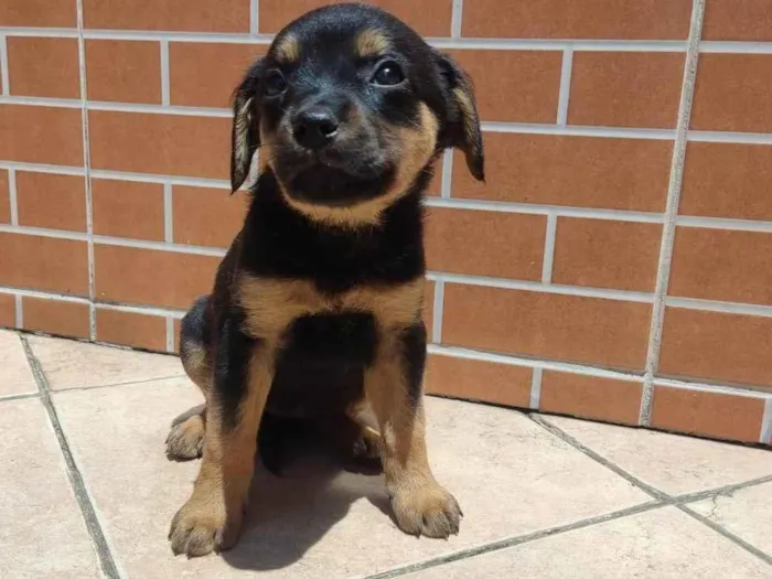 Cachorro ra a Vira lata  idade Abaixo de 2 meses nome Luna 