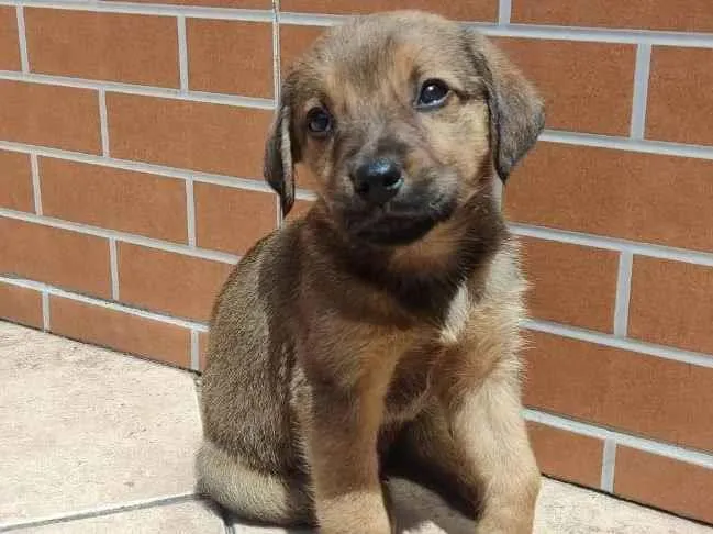 Cachorro ra a Vira lata  idade Abaixo de 2 meses nome Spike