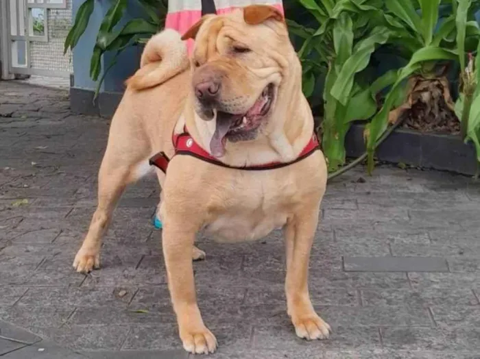 Cachorro ra a Sharpei idade 4 anos nome Kira