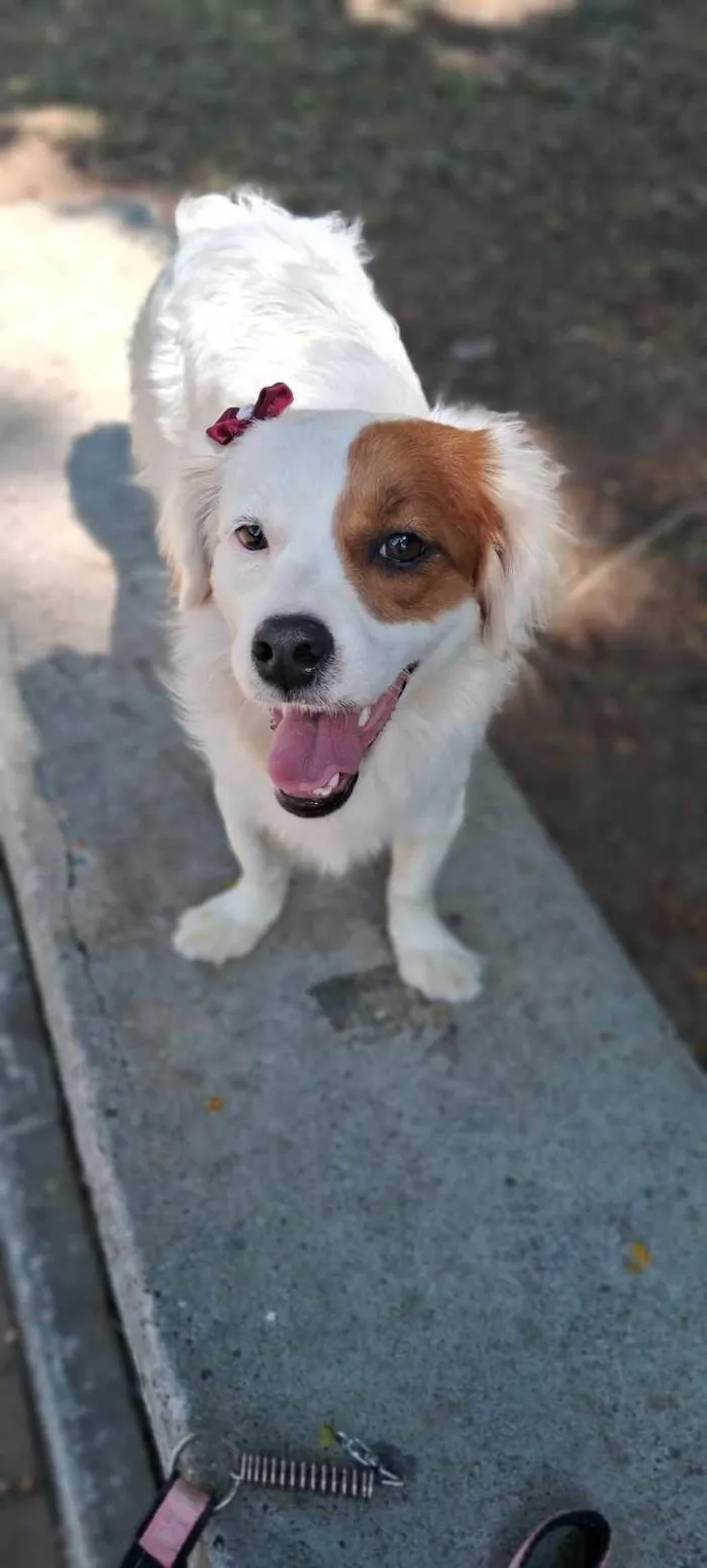 Cachorro ra a Border collie com Lhasa apso idade 1 ano nome Amora