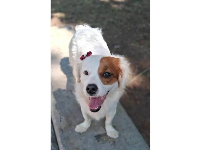 Cachorro ra a Border collie com Lhasa apso idade 1 ano nome Amora