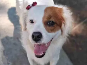 Cachorro raça Border collie com Lhasa apso idade 1 ano nome Amora
