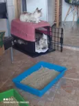Pretinha sapeca e espoleta