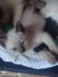 Pretinha sapeca e espoleta