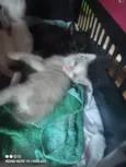 Pretinha sapeca e espoleta