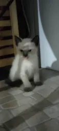 Pretinha sapeca e espoleta