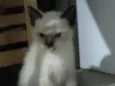 Pretinha sapeca e espoleta