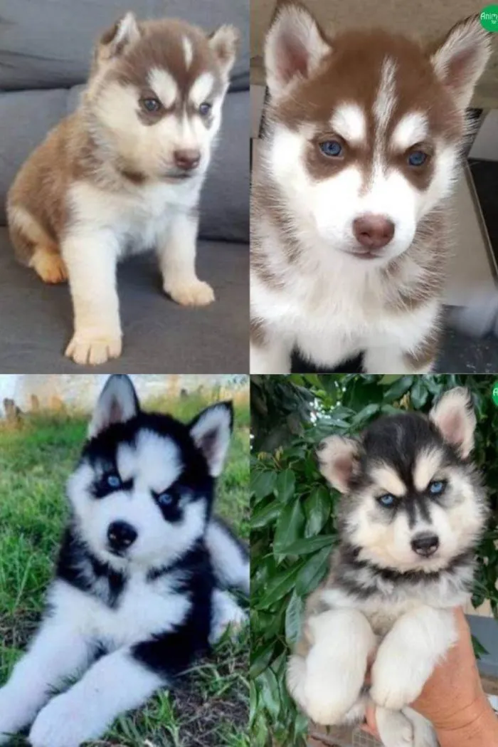 Cachorro ra a Huskye Siberiano idade 2 a 6 meses nome -