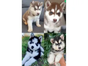 Cachorro raça Huskye Siberiano idade 2 a 6 meses nome -