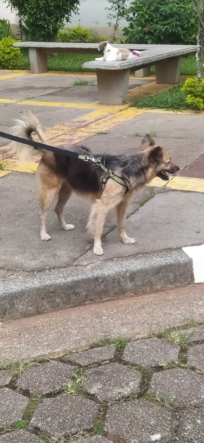 Cachorro ra a Indefinida idade 3 anos nome Thor