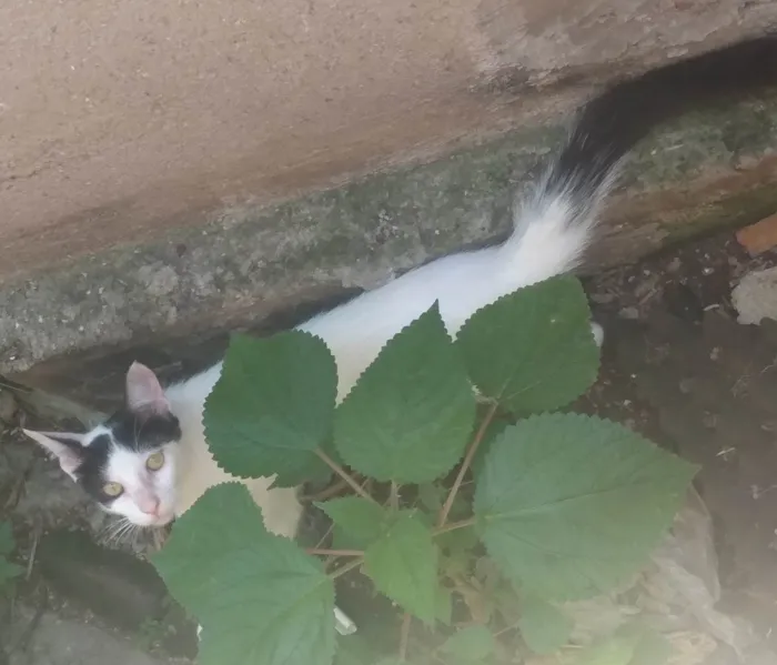 Gato ra a SRD-ViraLata idade 2 a 6 meses nome Não possui 