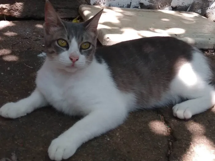 Gato ra a SRD-ViraLata idade 7 a 11 meses nome .?