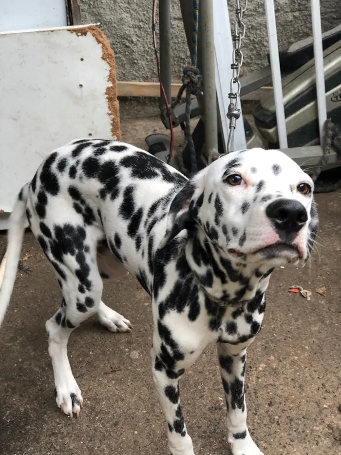 Cachorro ra a Dálmata idade 1 ano nome Max