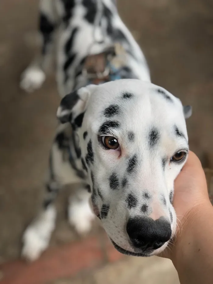 Cachorro ra a Dálmata idade 1 ano nome Max