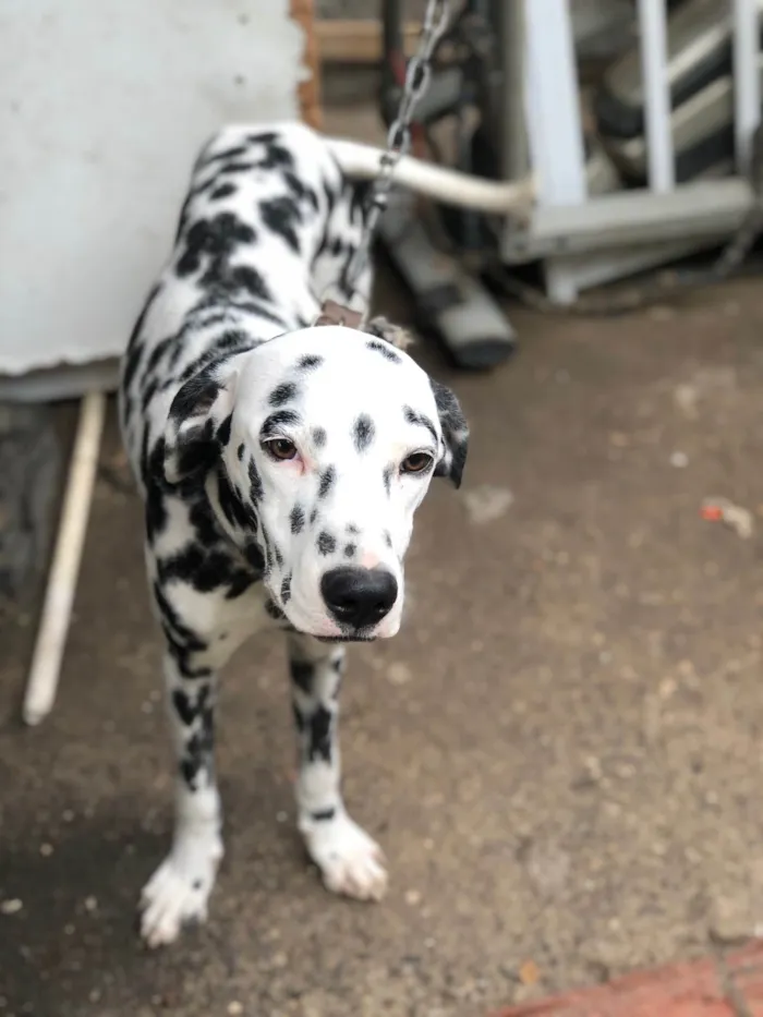 Cachorro ra a Dálmata idade 1 ano nome Max