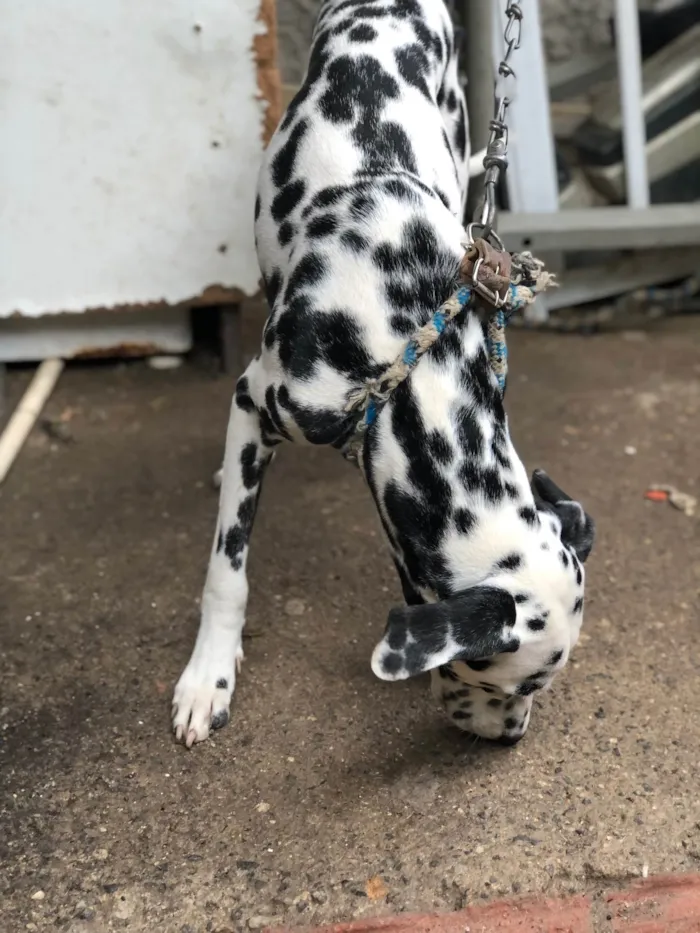 Cachorro ra a Dálmata idade 1 ano nome Max