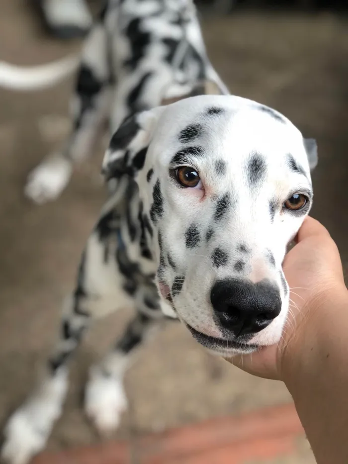 Cachorro ra a Dálmata idade 1 ano nome Max