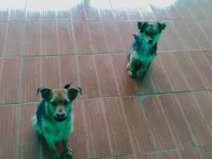Cachorro raça SRD-ViraLata idade 2 anos nome Scooby e Costelinha