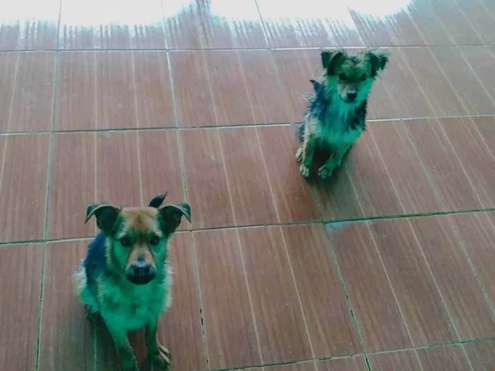 Cachorro ra a SRD-ViraLata idade 2 anos nome Scooby e Costelinha