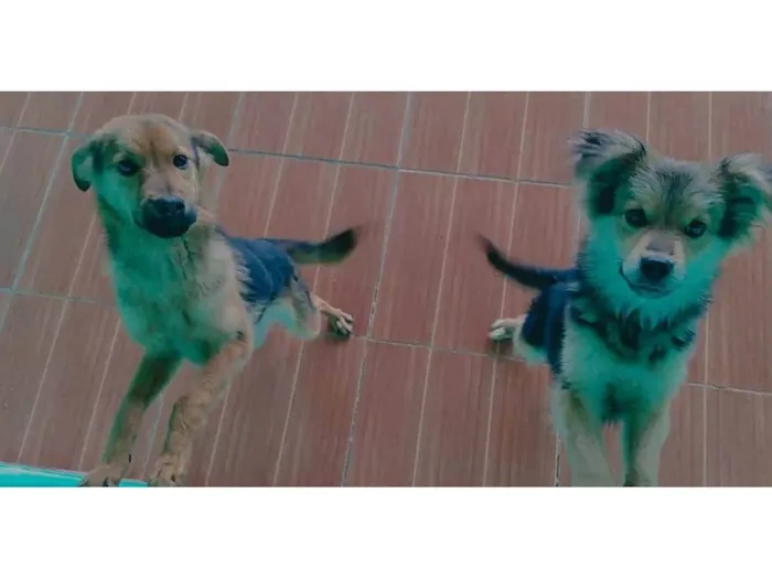 Cachorro ra a SRD-ViraLata idade 2 anos nome Scooby e Costelinha