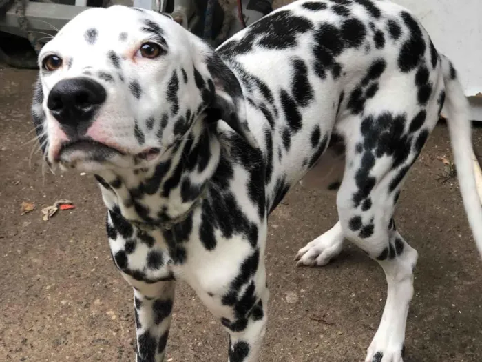 Cachorro ra a Dálmata idade 1 ano nome Max