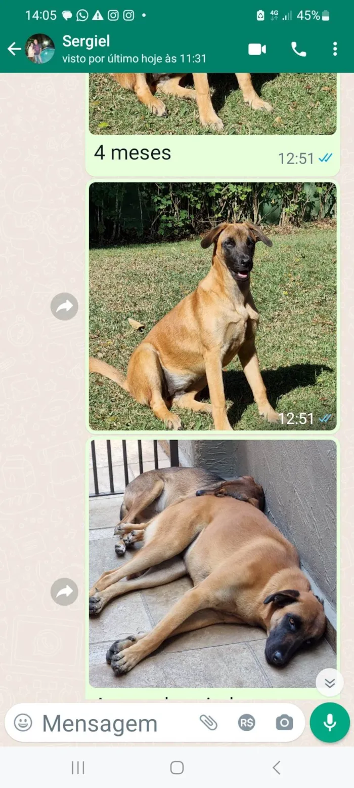 Cachorro ra a Mestiça de SDR e Mallinois idade 2 anos nome Lillah