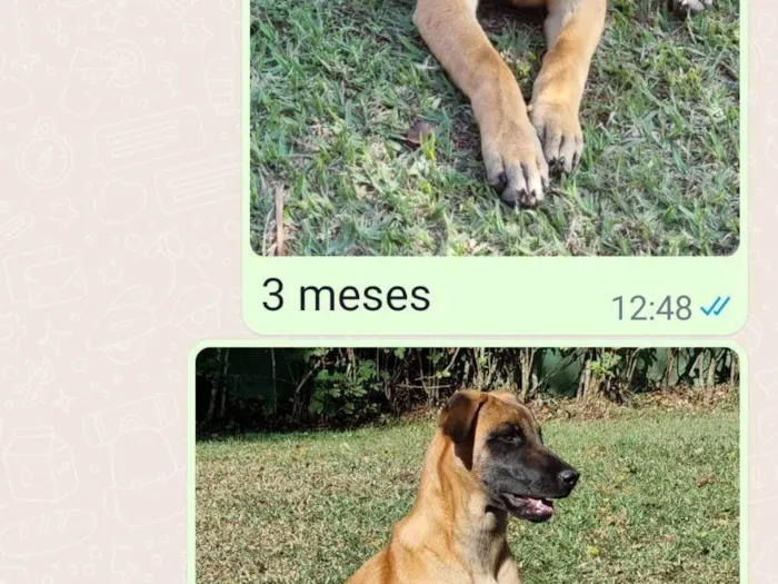 Cachorro ra a Mestiça de SDR e Mallinois idade 2 anos nome Lillah