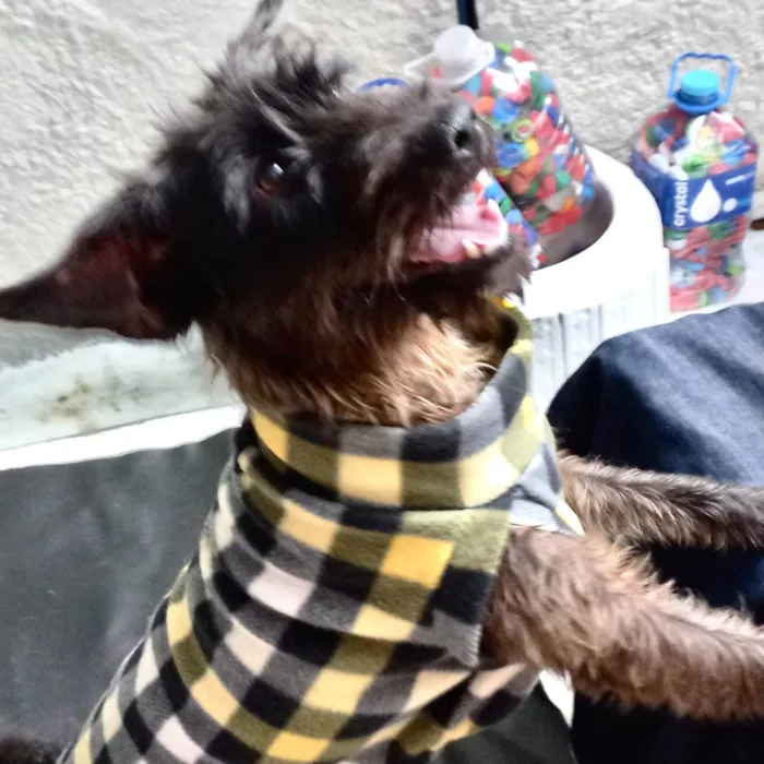 Cachorro ra a SRD-ViraLata idade 1 ano nome Hannah porteP 
