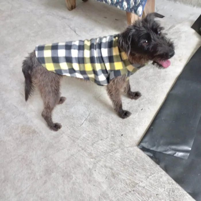 Cachorro ra a SRD-ViraLata idade 1 ano nome Hannah porteP 