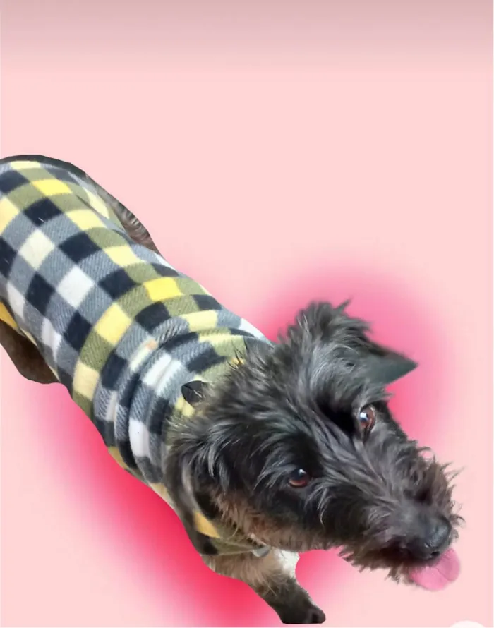 Cachorro ra a SRD-ViraLata idade 1 ano nome Hannah porteP 