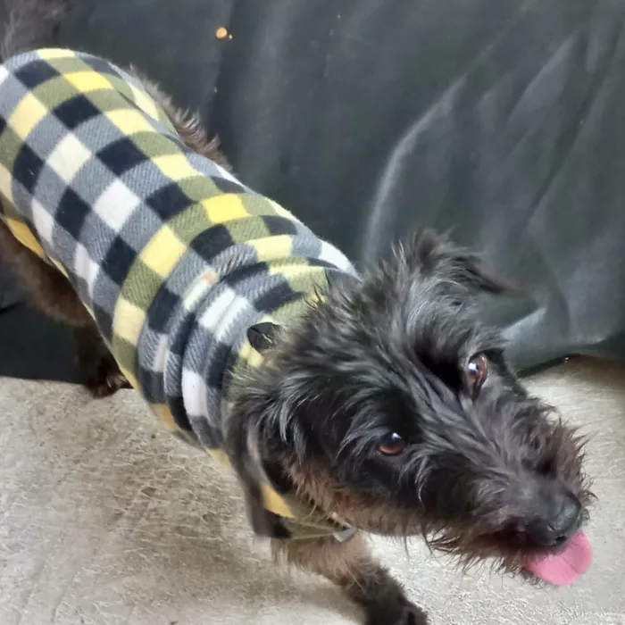 Cachorro ra a SRD-ViraLata idade 1 ano nome Hannah porteP 