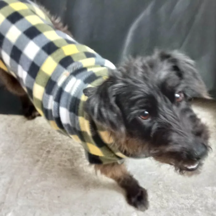 Cachorro ra a SRD-ViraLata idade 1 ano nome Hannah porteP 
