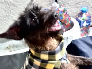 Cachorro raça SRD-ViraLata idade 1 ano nome Hannah porteP 